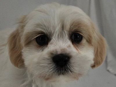 Mal-shi (Maltese/shih tzu) male