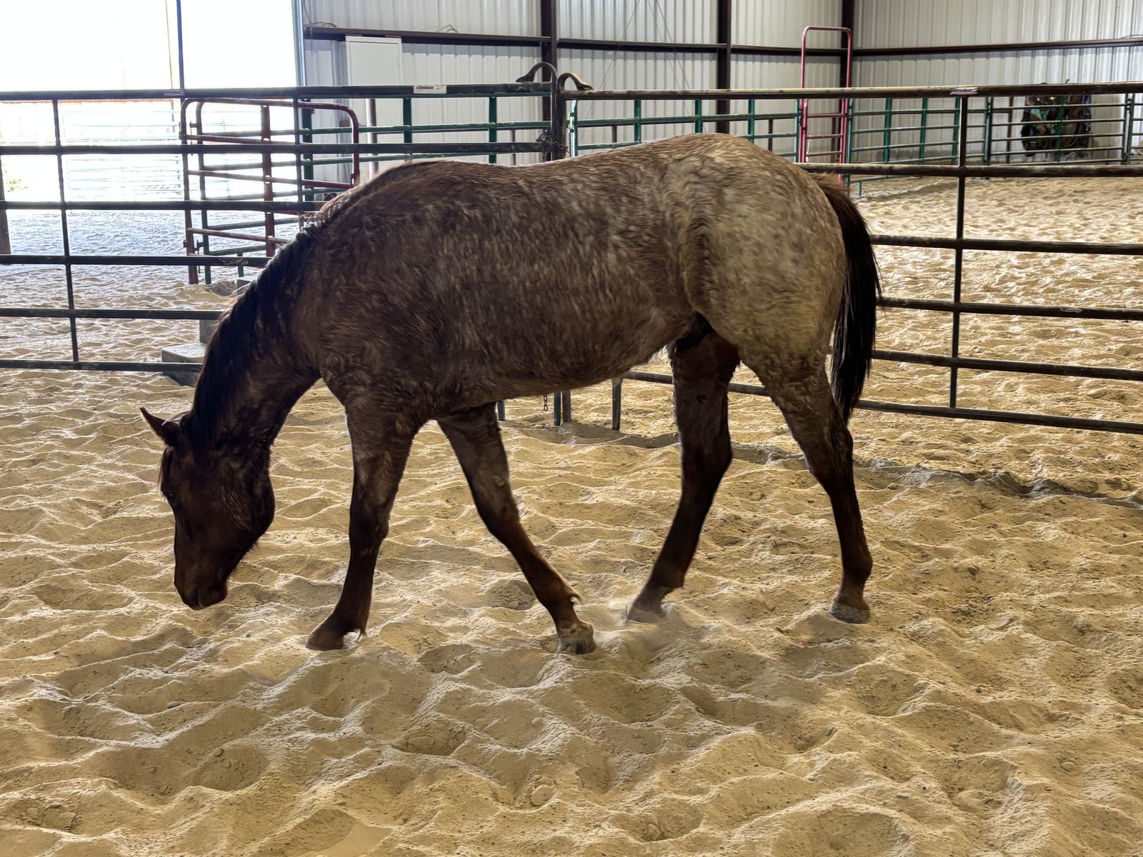 Yearling 1/4 Draft Stud Colt