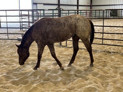 Yearling 1/4 Draft Stud Colt