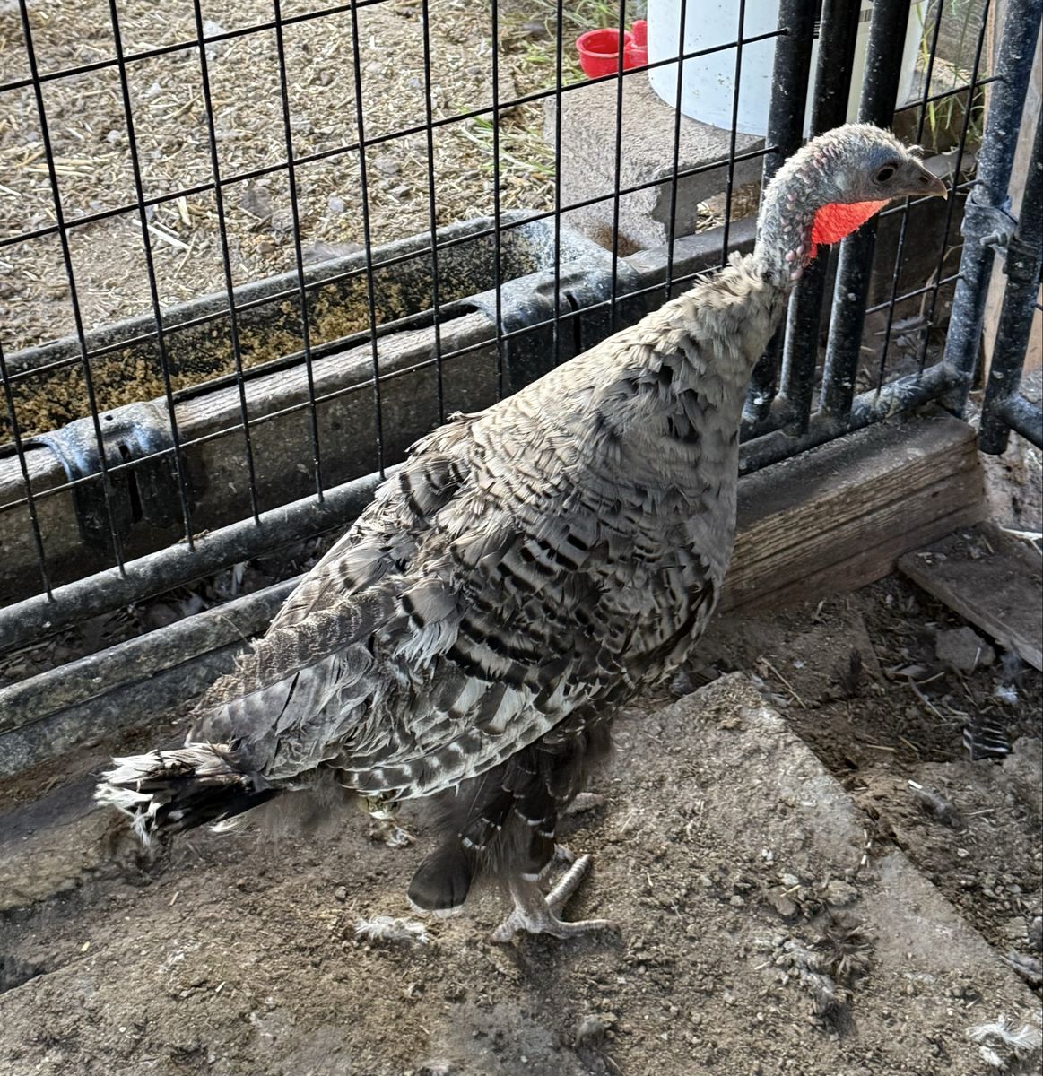 Young Narragansett Turkey Hen