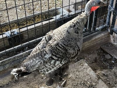 Young Narragansett Turkey Hen