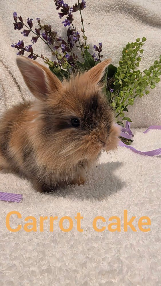 Adorable Lionhead Dwarf Rabbit