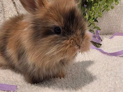 Adorable Lionhead Dwarf Rabbit