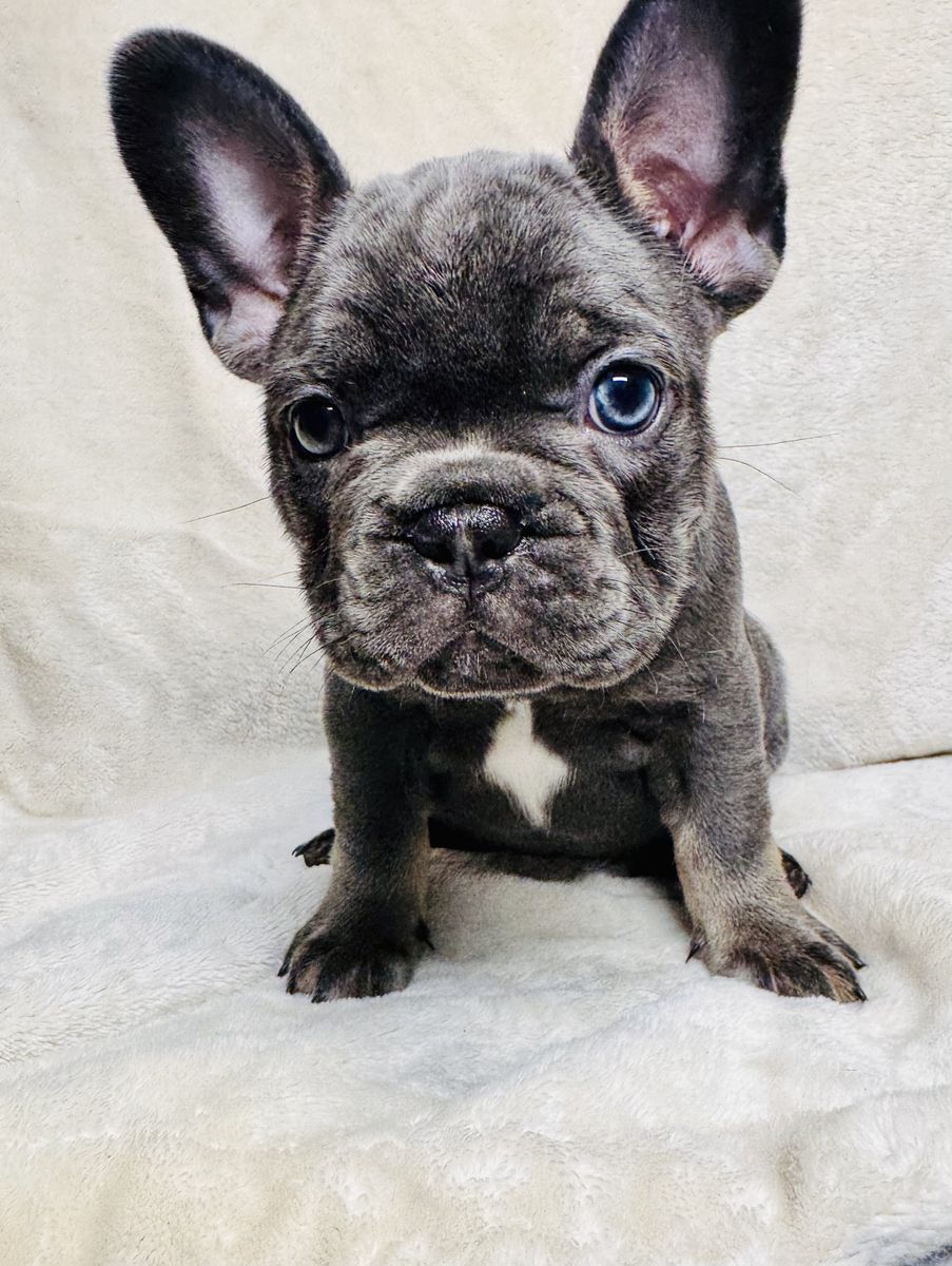 Akc pocket French bulldogs