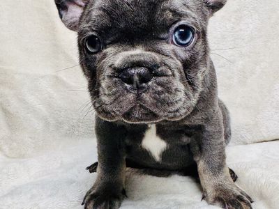 Akc pocket French bulldogs