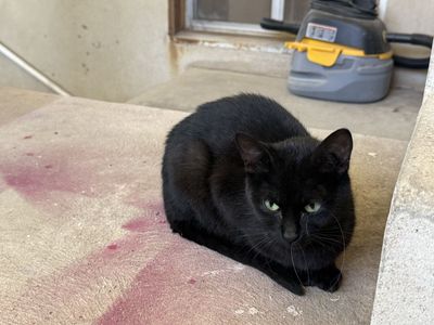 Adorable 8-Month-Old All-Black Cat Needs Her Forever Home!