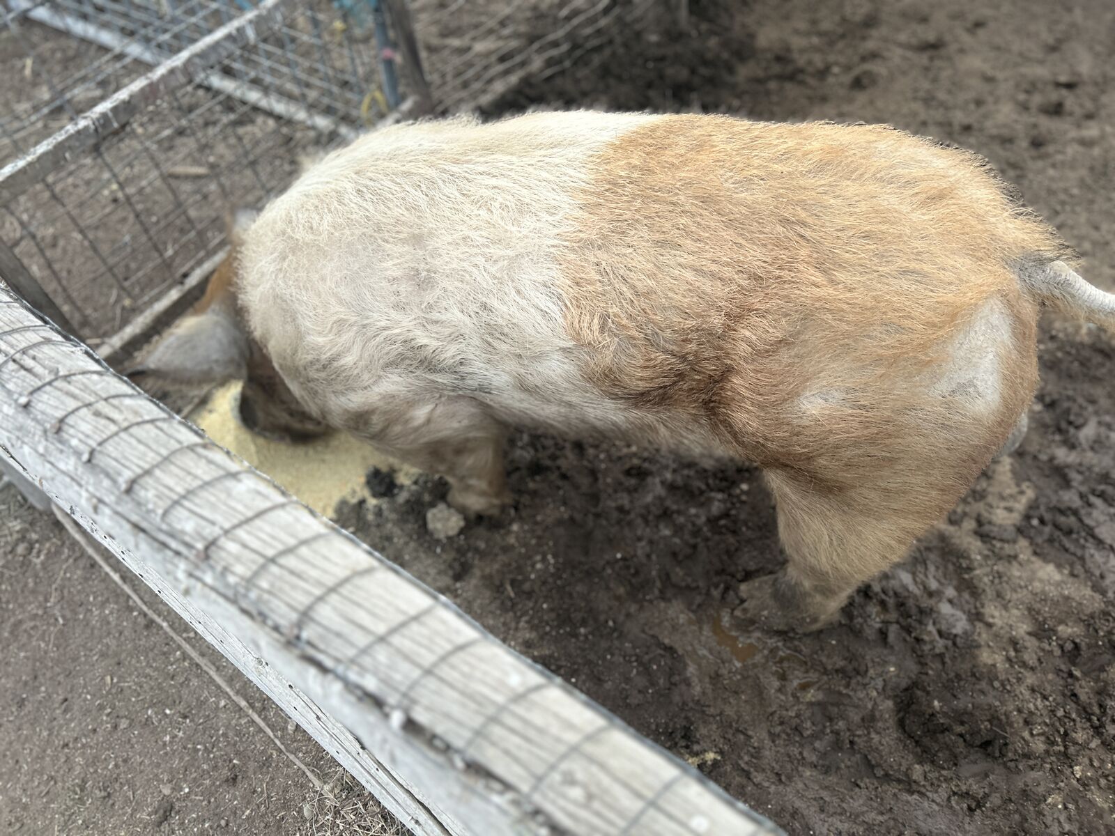 Nice proven Boar for sale