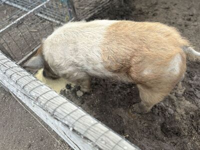 Nice proven Boar for sale