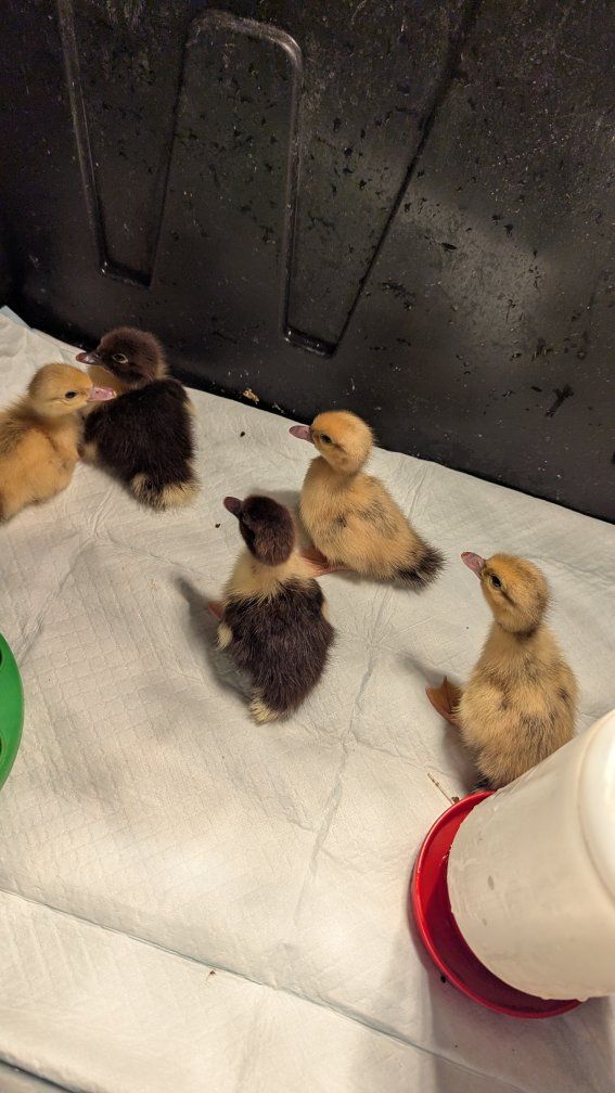 baby muscovy 5.00 each or 5 for 20.00