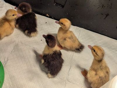 baby muscovy 5.00 each or 5 for 20.00