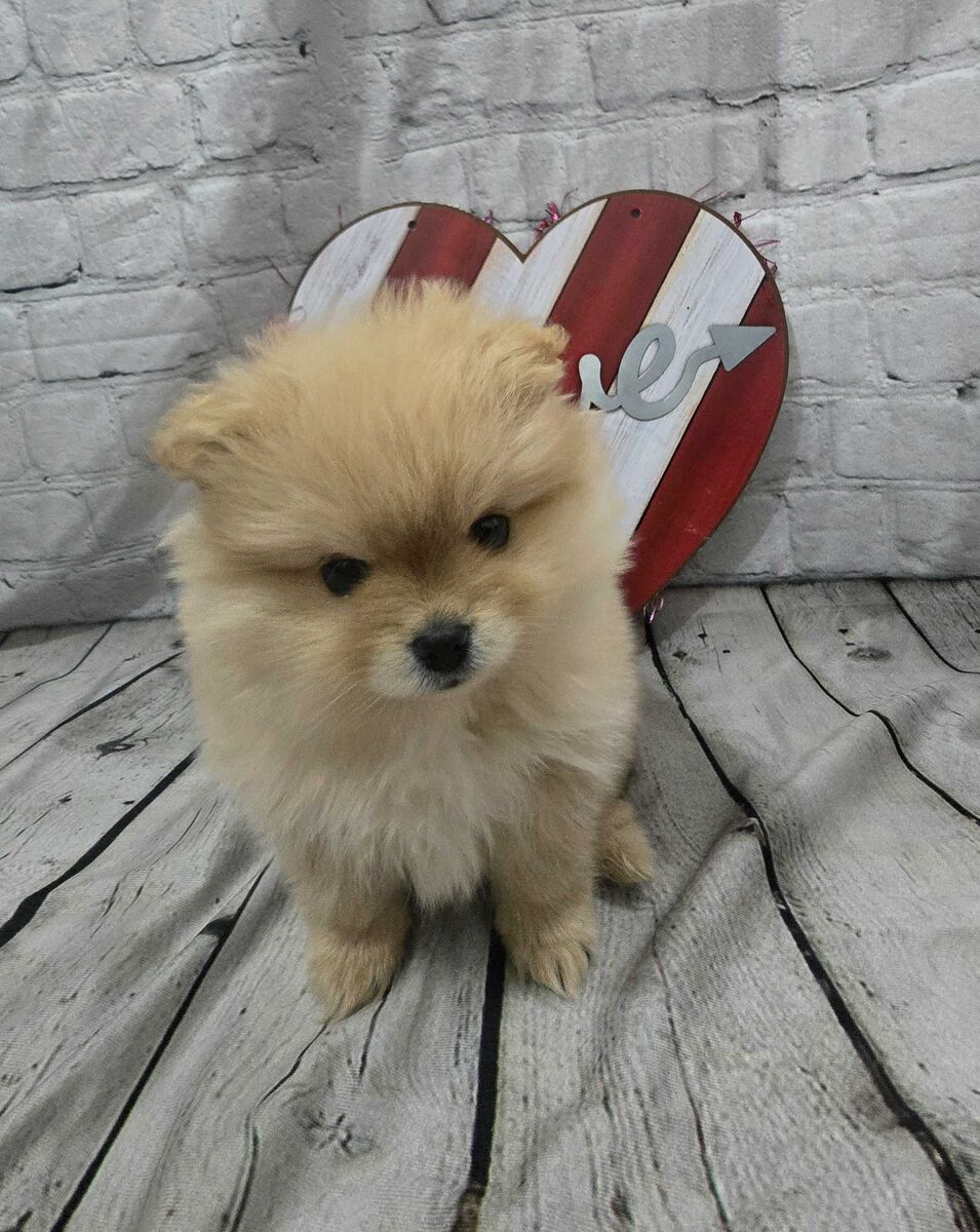 7-week-old Adorable Female Pomeranian Puppy – Ready Soon