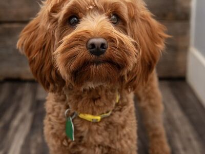 Toy Goldendoodle Stud -/- Curl Double Furnished