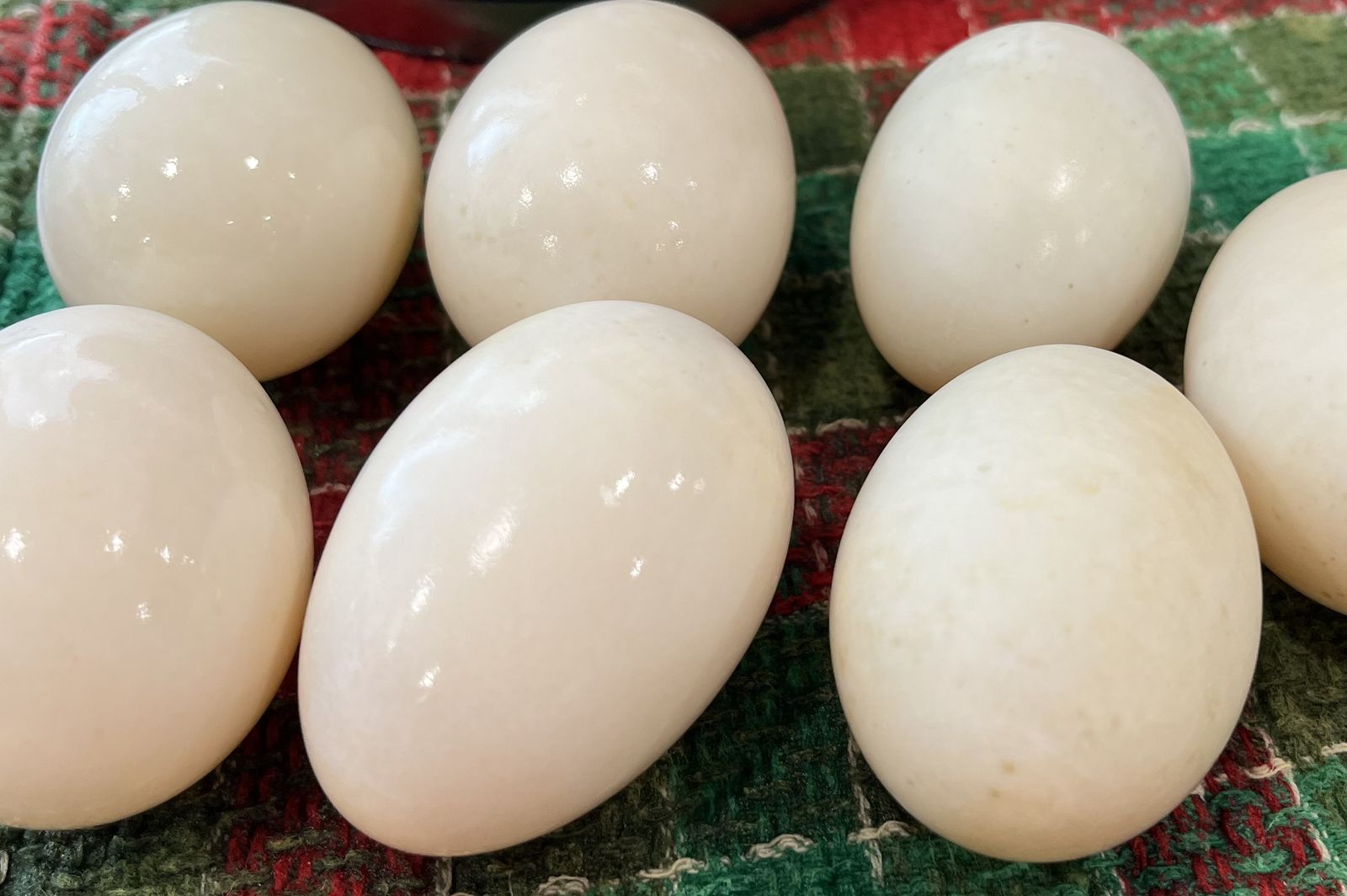 Fertile Khaki Campbell Duck Eggs