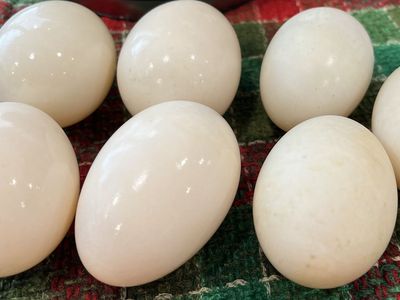 Fertile Khaki Campbell Duck Eggs