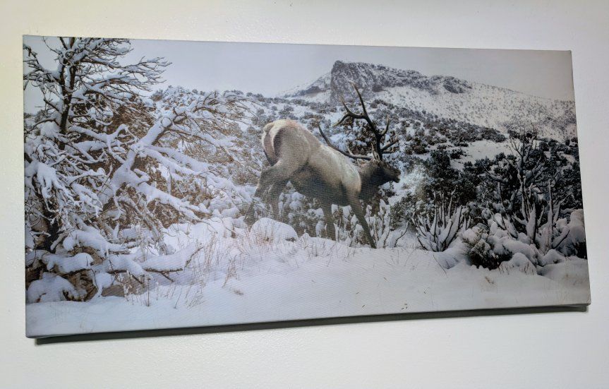 wildlife canvas print 36x12 located in Roy