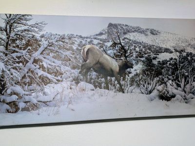 wildlife canvas print 36x12 located in Roy