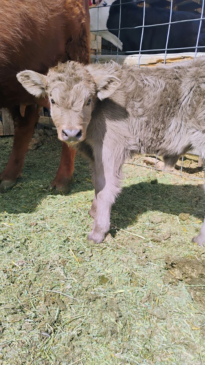 Highland Bull Calf