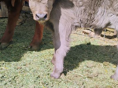 Highland Bull Calf