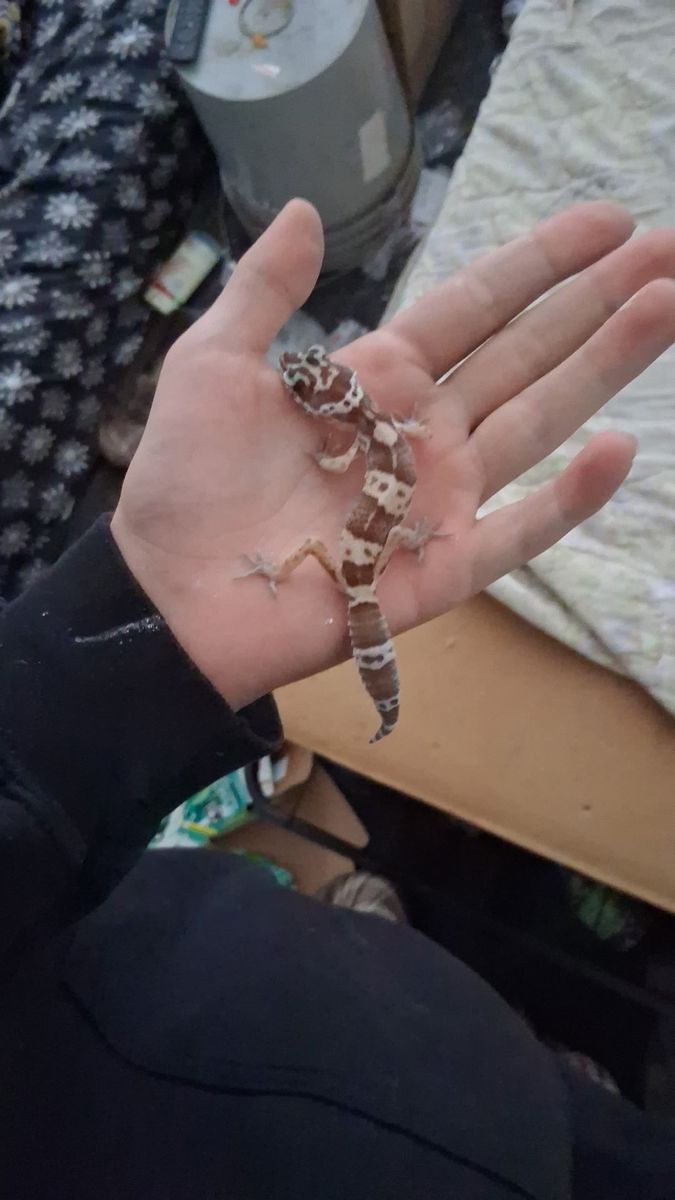Leopard Gecko (Unknown Age/Gender) with Complete Tank Setup - Ready for New Home!