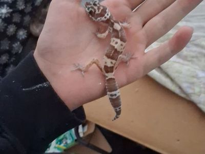 Leopard Gecko (Unknown Age/Gender) with Complete Tank Setup - Ready for New Home!