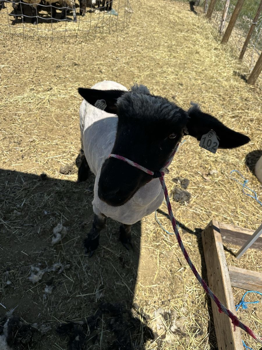 Ewes