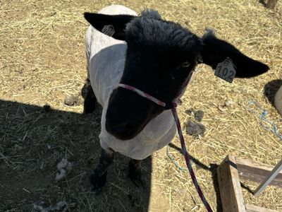 Ewes