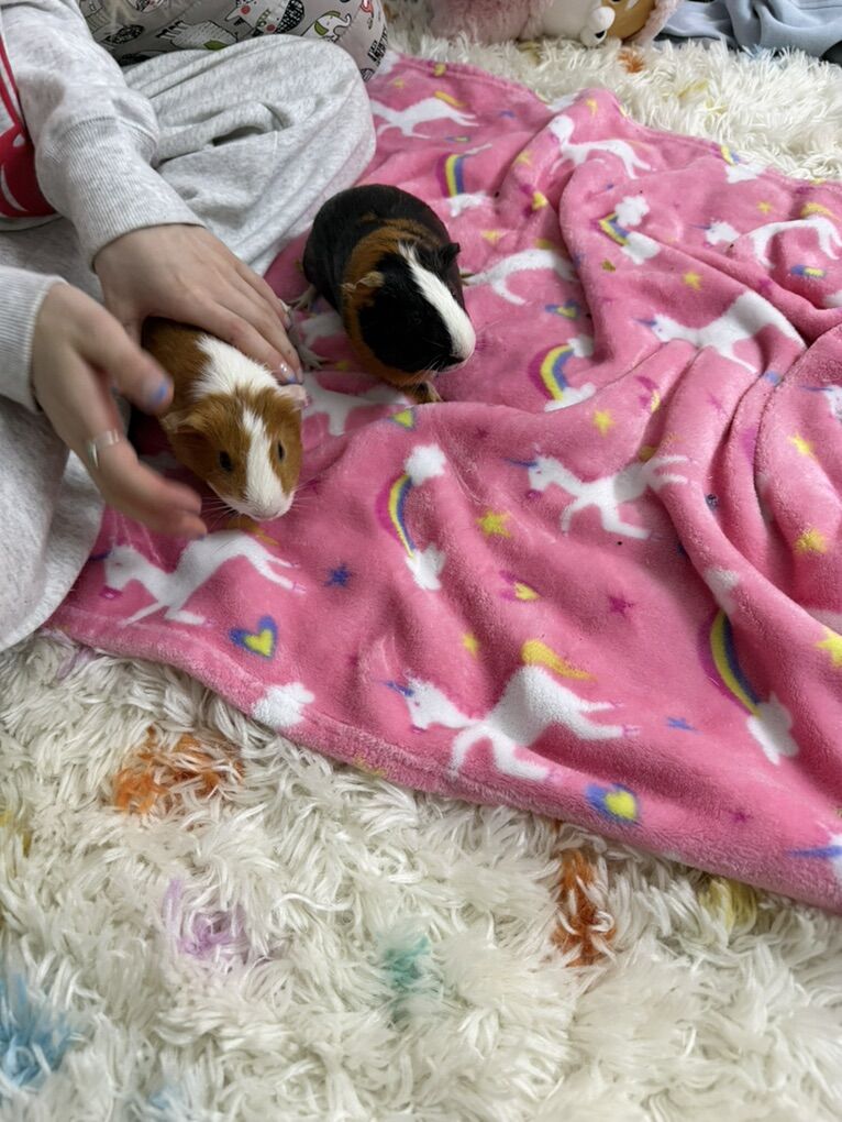 Two Female Guinea Pigs