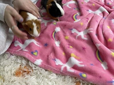 Two Female Guinea Pigs