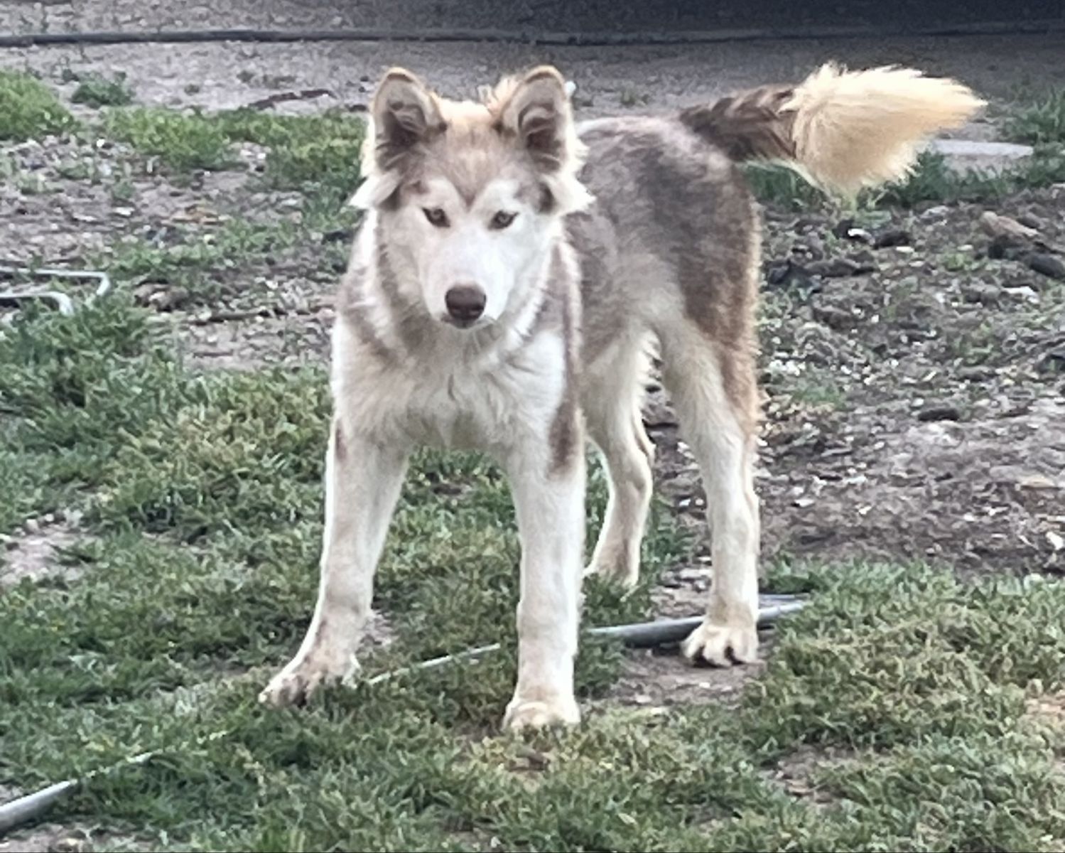 Purebred Malamute pup/NOT Siberian Husky