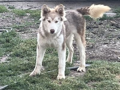 Purebred Malamute pup/NOT Siberian Husky