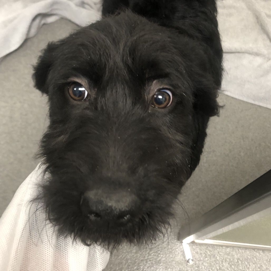 Hello my name is Perry