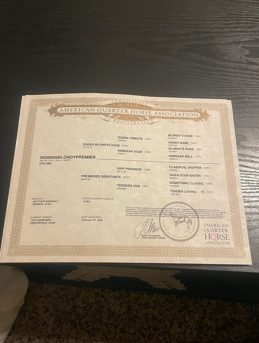 Registered Quarter Horse Mare - $8,5000 OBO