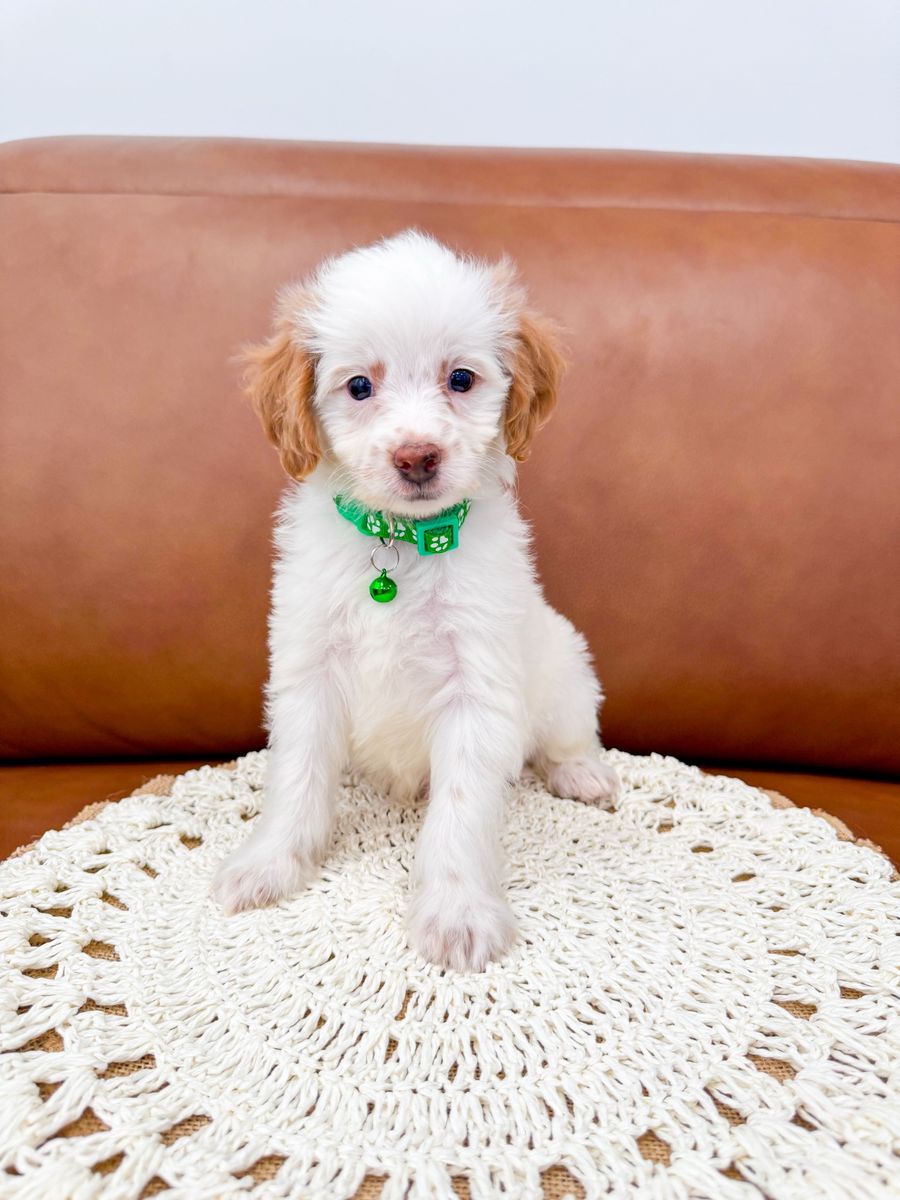 8wk Parti Colored Mini Goldendoodle Boy Golden Doodle