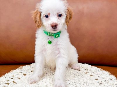 8wk Parti Colored Mini Goldendoodle Boy Golden Doodle