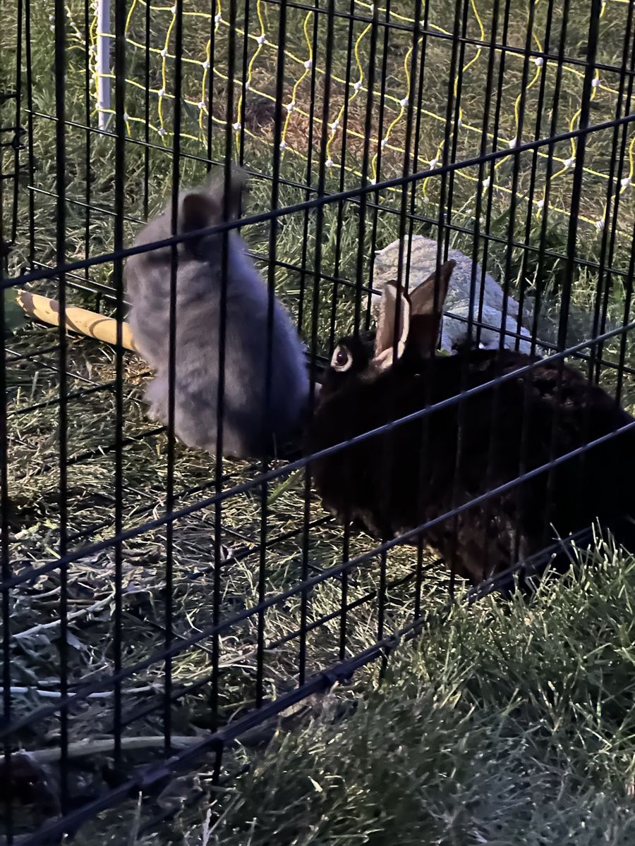 Grey lions mane rabbit