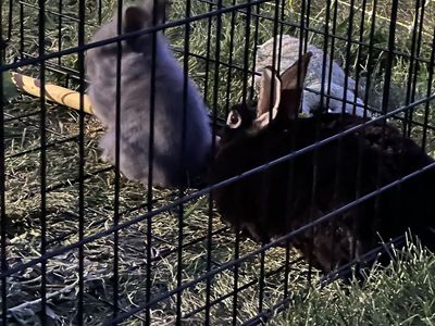 Grey lions mane rabbit