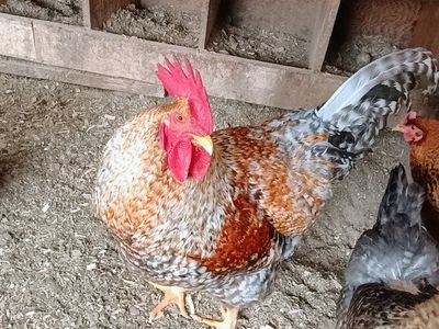 Beilefelder Chicks 1 week old