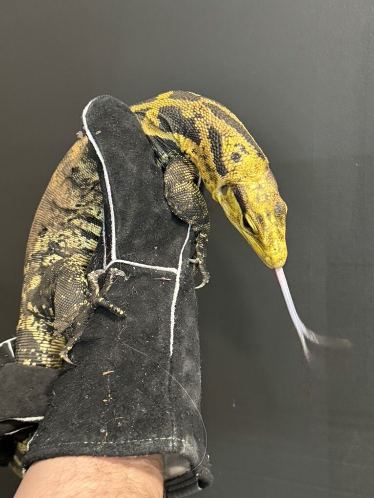 Suspected Female V. cumingi