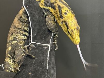 Suspected Female V. cumingi