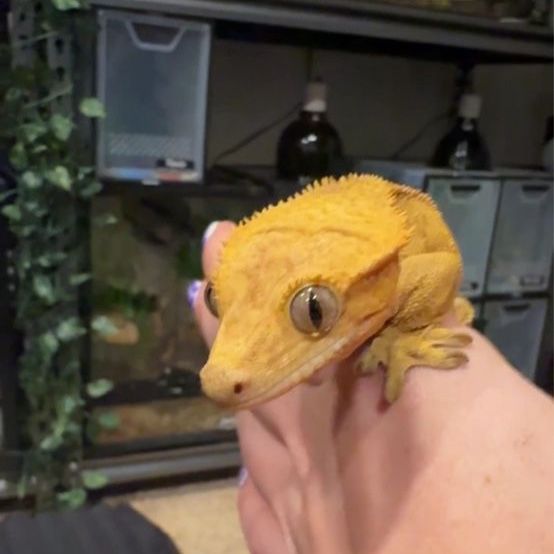 Yellow Phantom Female
