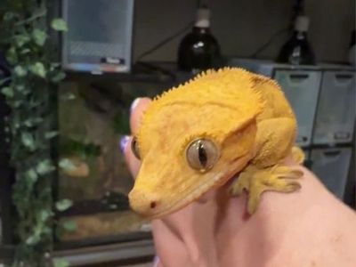 Yellow Phantom Female