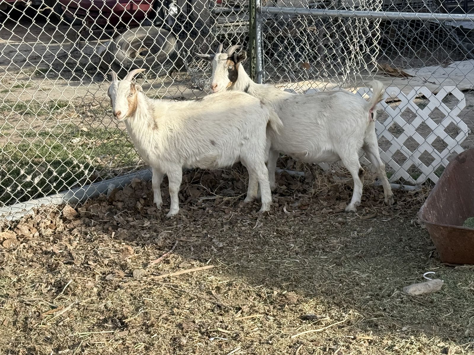 2 Pregnant Does For Sale