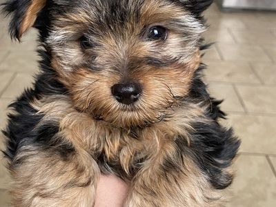 Yorkies