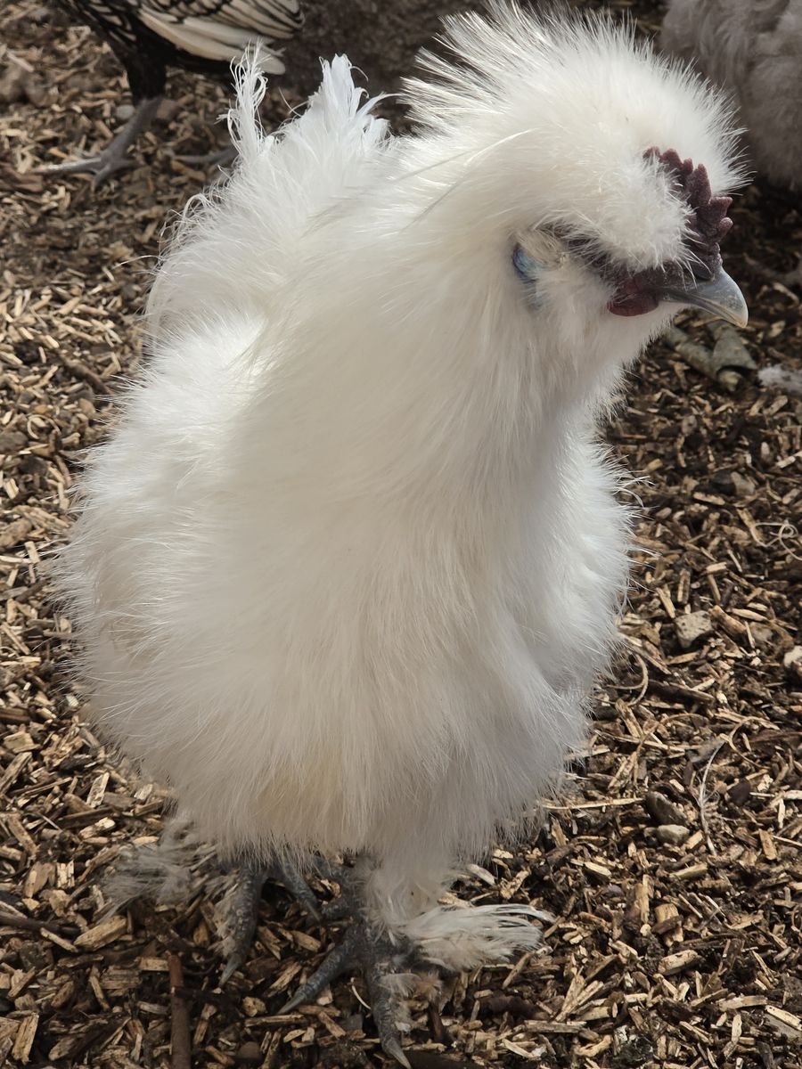 Handsome white silky roo, looking to start a cult