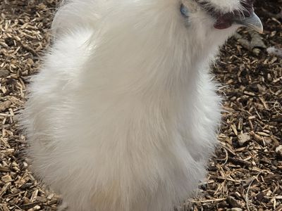 Handsome white silky roo, looking to start a cult