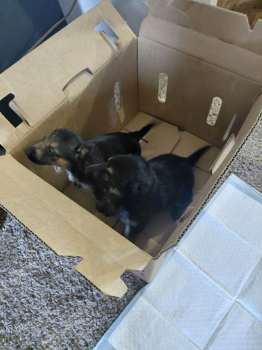 German Shepherd Puppies - Two Adorable Pups Ready for a New Home