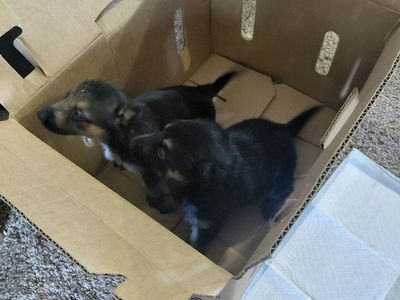 German Shepherd Puppies - Two Adorable Pups Ready for a New Home