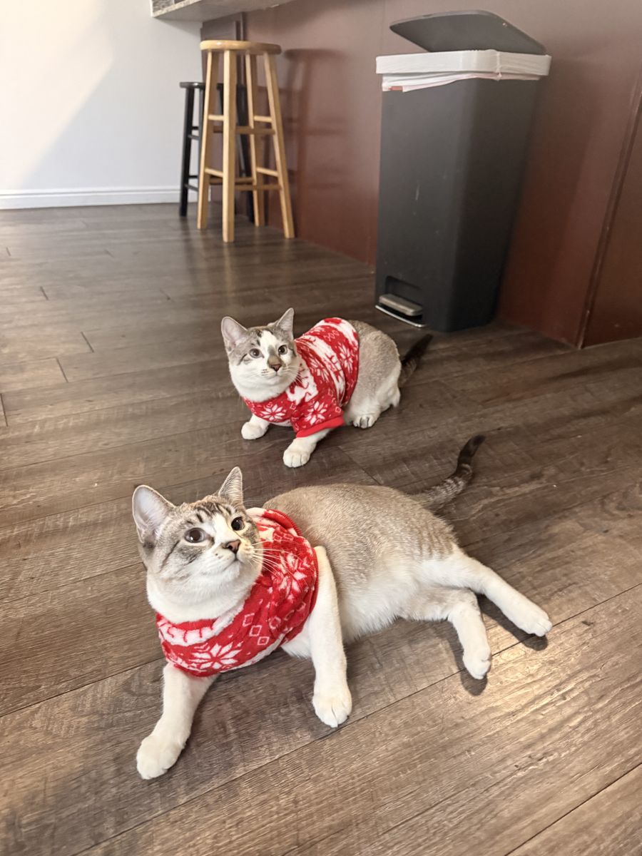 2 cats for adoption