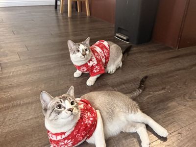 2 cats for adoption