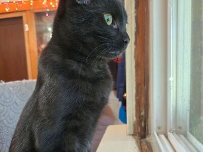 Domestic Short Hair